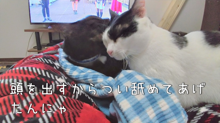 f:id:Harufuku:20220113164957j:plain