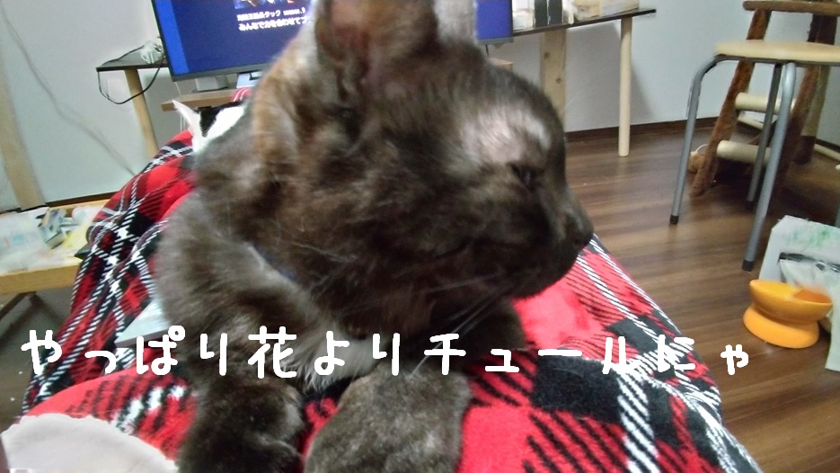 f:id:Harufuku:20220331163932j:plain