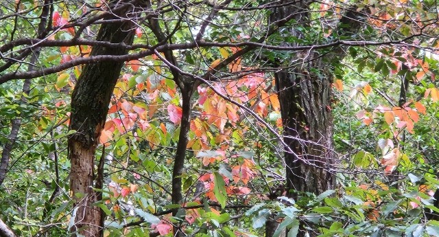 f:id:Hasumuro:20231026102214j:image f:id:Hasumuro:20231026102214j:image