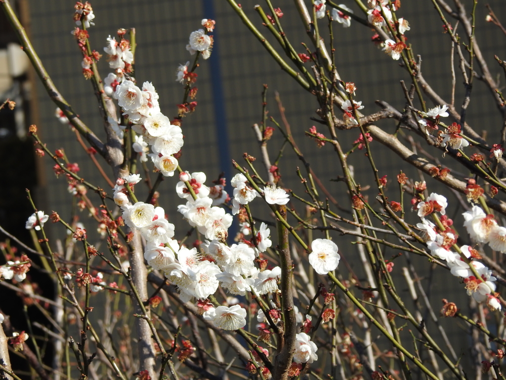 f:id:Hatabou:20170227205914j:plain