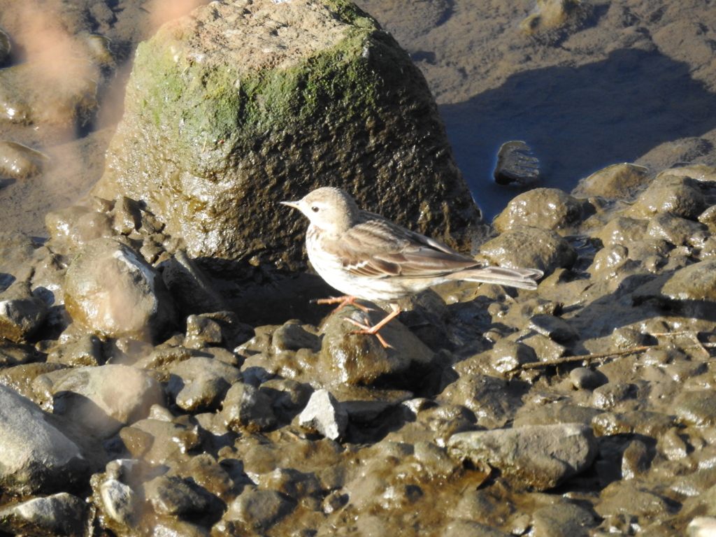 f:id:Hatabou:20170227210013j:plain