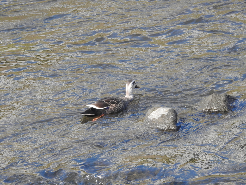 f:id:Hatabou:20170227210118j:plain