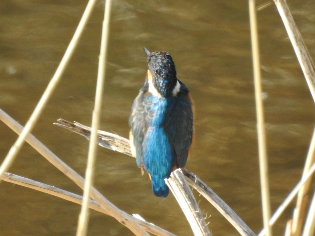 f:id:Hatabou:20170227210323j:plain