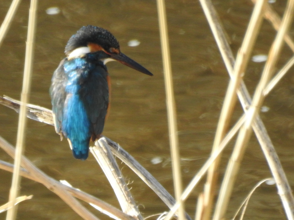 f:id:Hatabou:20170227210402j:plain