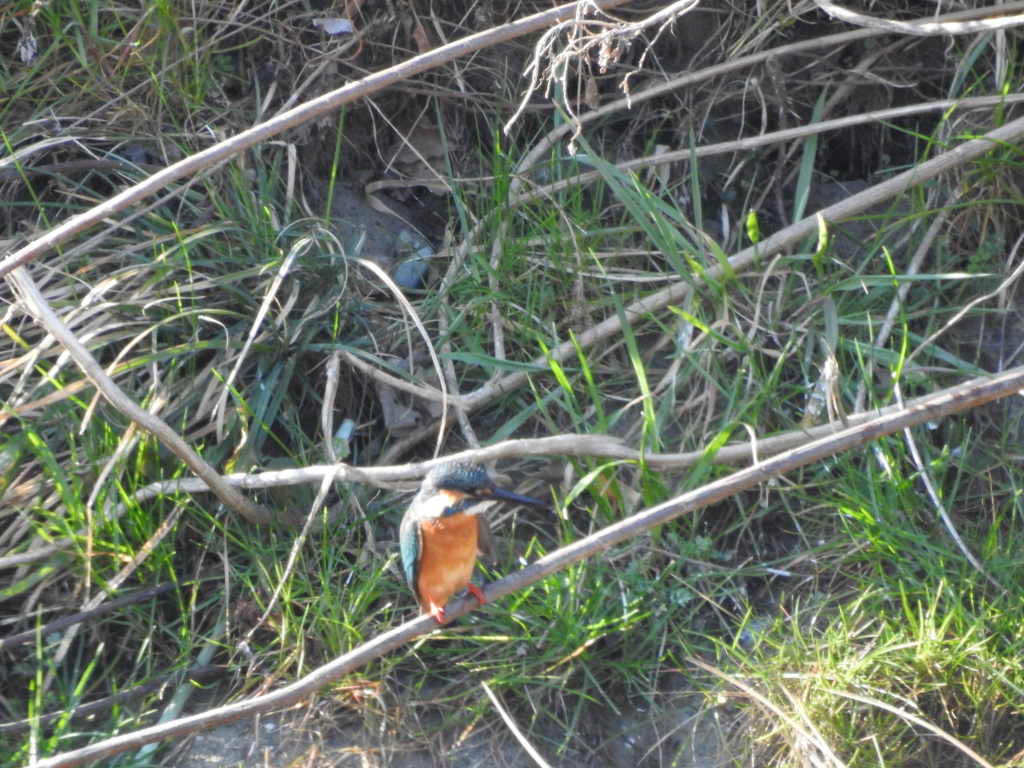 f:id:Hatabou:20170227210452j:plain