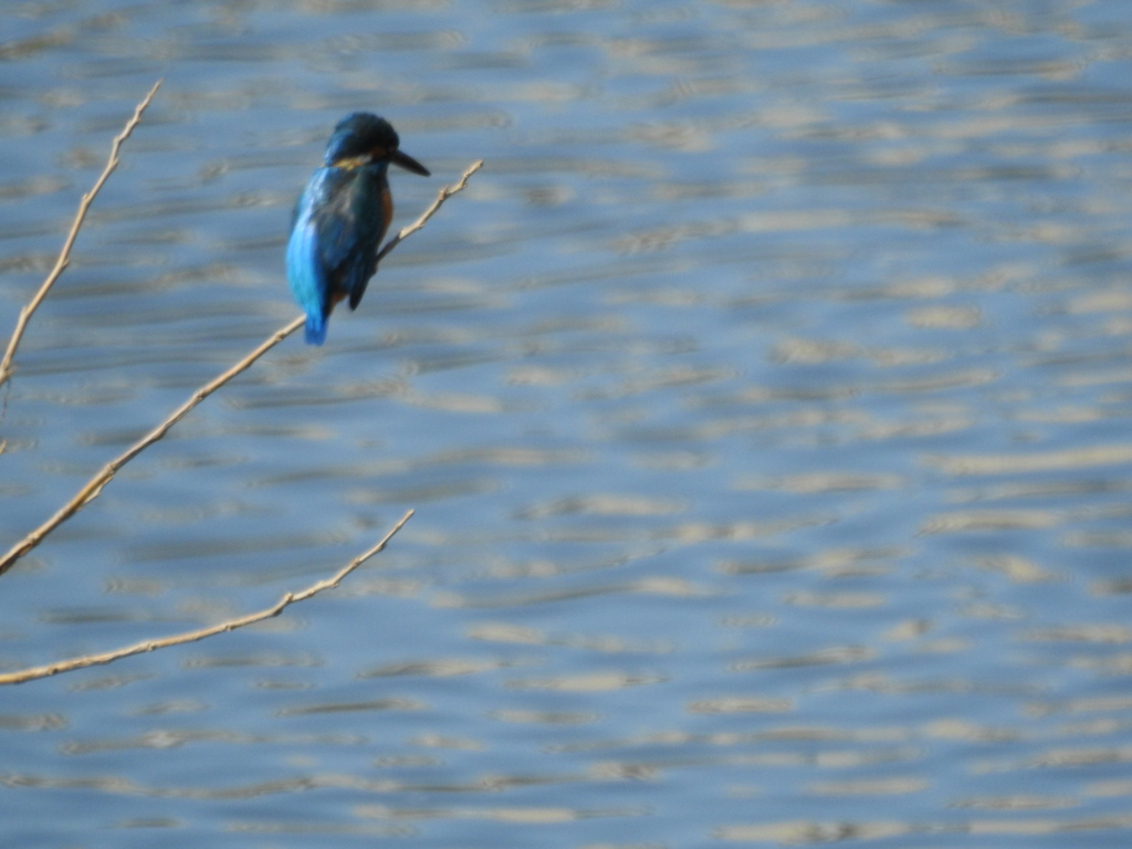 f:id:Hatabou:20170227210539j:plain