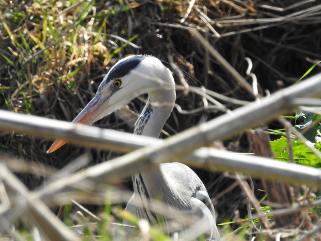 f:id:Hatabou:20170227210658j:plain