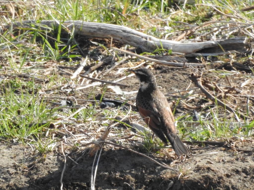 f:id:Hatabou:20170227210859j:plain