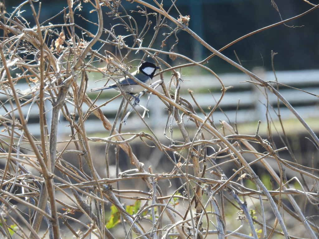 f:id:Hatabou:20170227211110j:plain