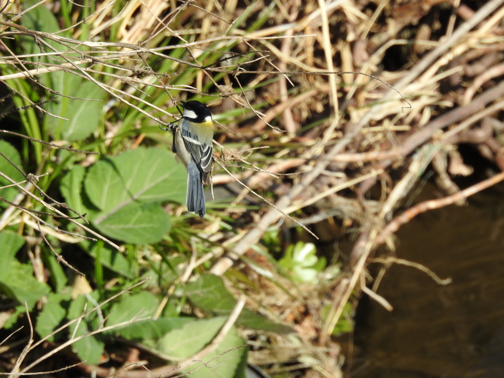 f:id:Hatabou:20170227211203j:plain