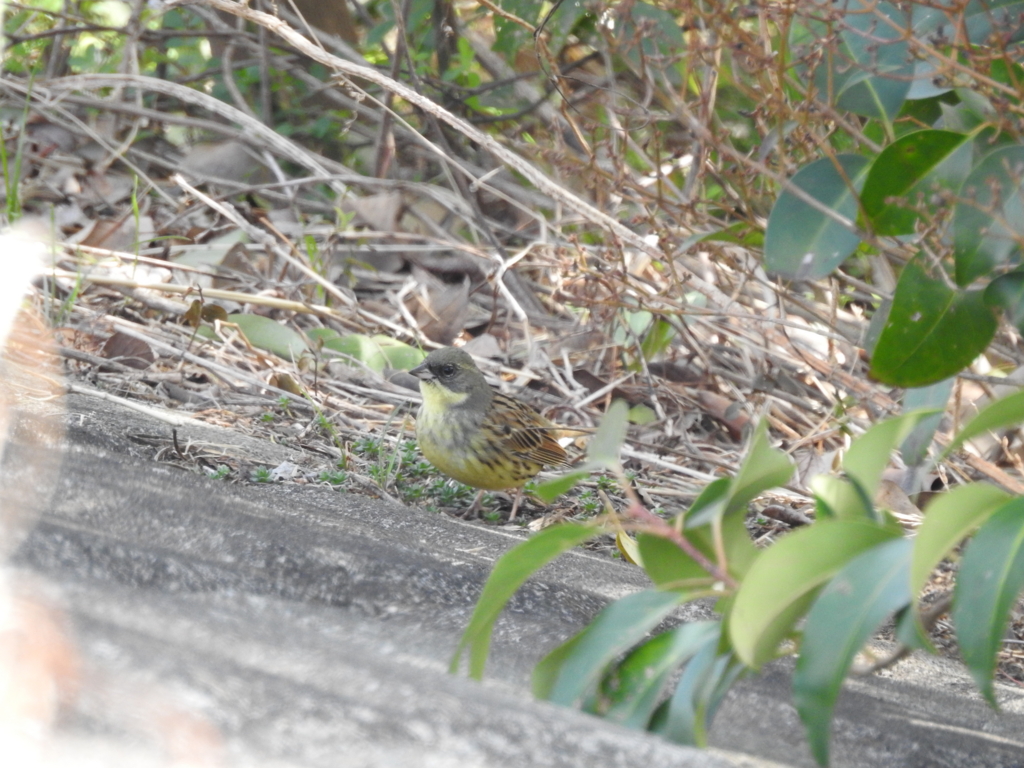 f:id:Hatabou:20170227211259j:plain