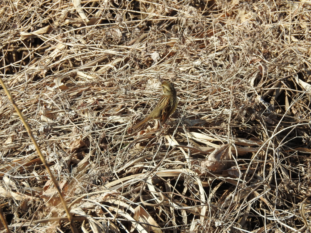 f:id:Hatabou:20170227211341j:plain