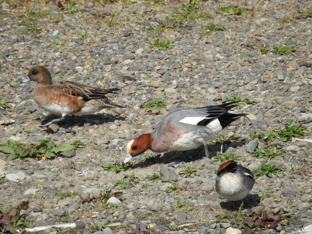 f:id:Hatabou:20170227211518j:plain