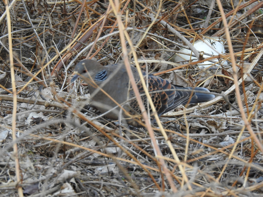 f:id:Hatabou:20170227211627j:plain