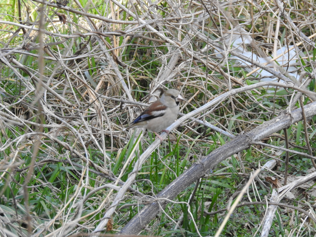 f:id:Hatabou:20170227211716j:plain