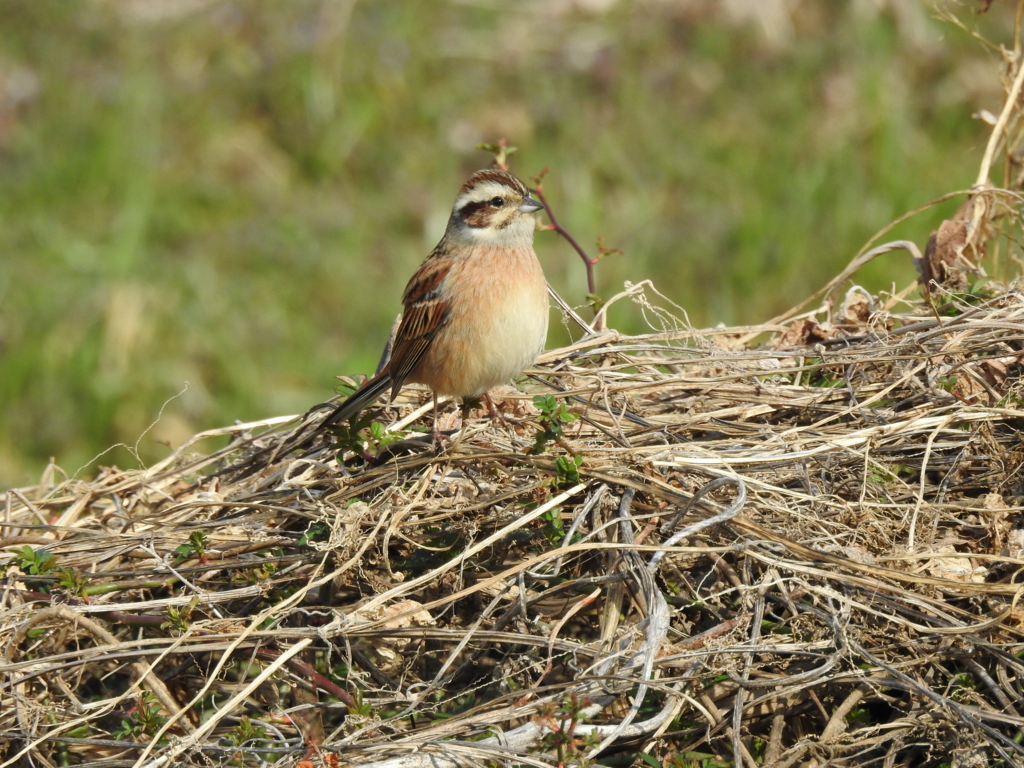 f:id:Hatabou:20170227211815j:plain