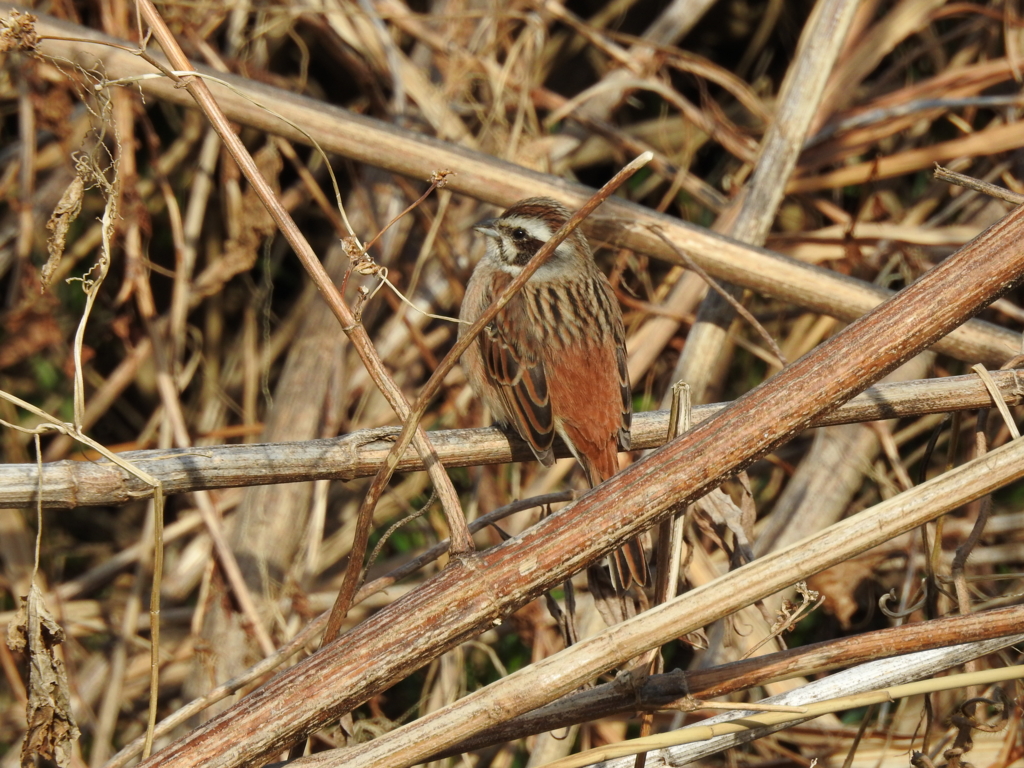 f:id:Hatabou:20170227211907j:plain