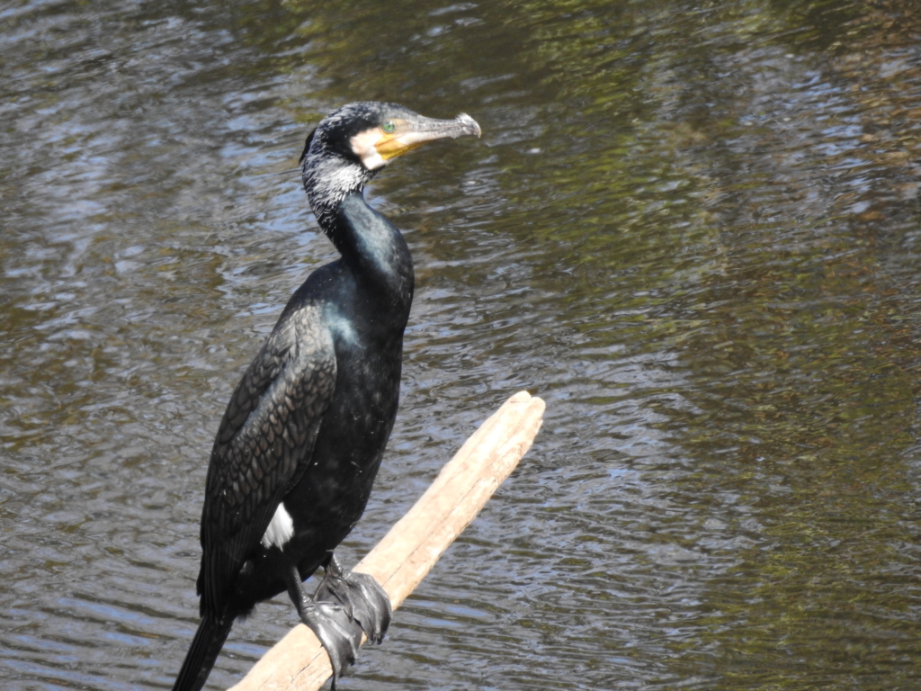 f:id:Hatabou:20170227212311j:plain