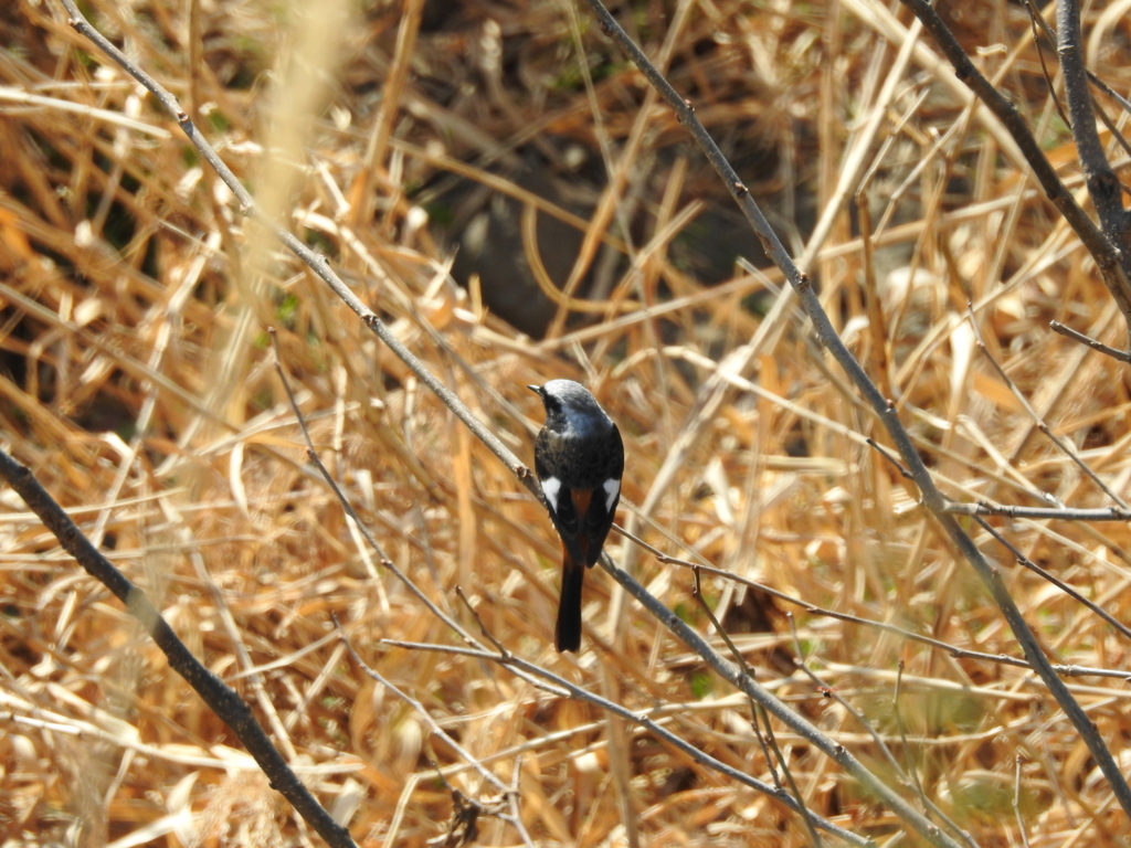 f:id:Hatabou:20170227212452j:plain