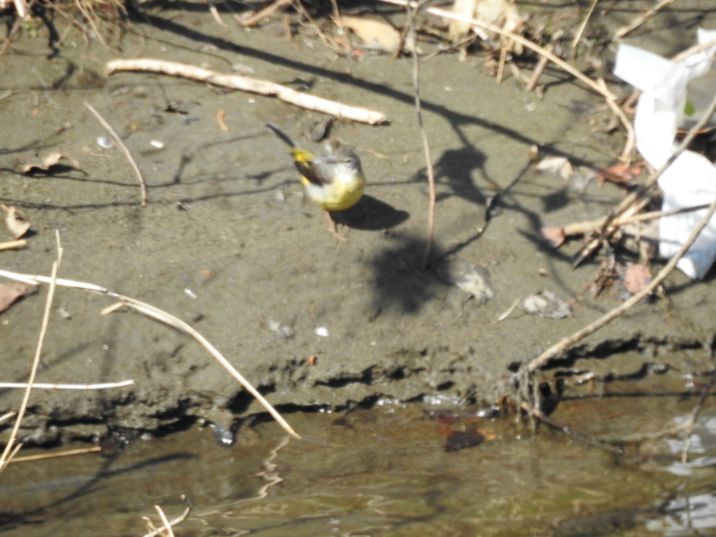 f:id:Hatabou:20170227212946j:plain