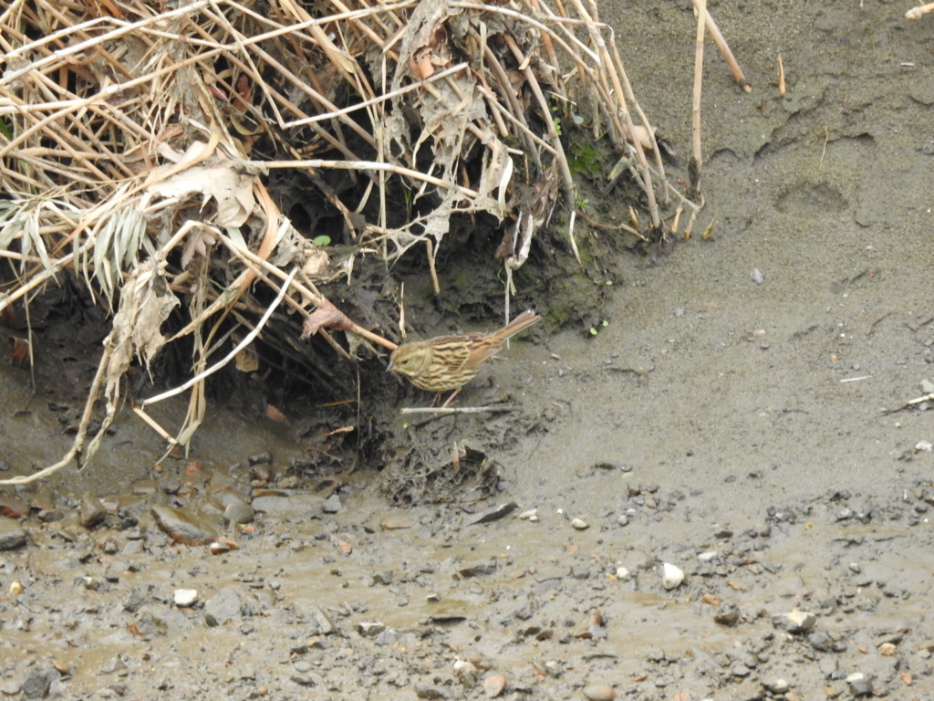 f:id:Hatabou:20170304172822j:plain