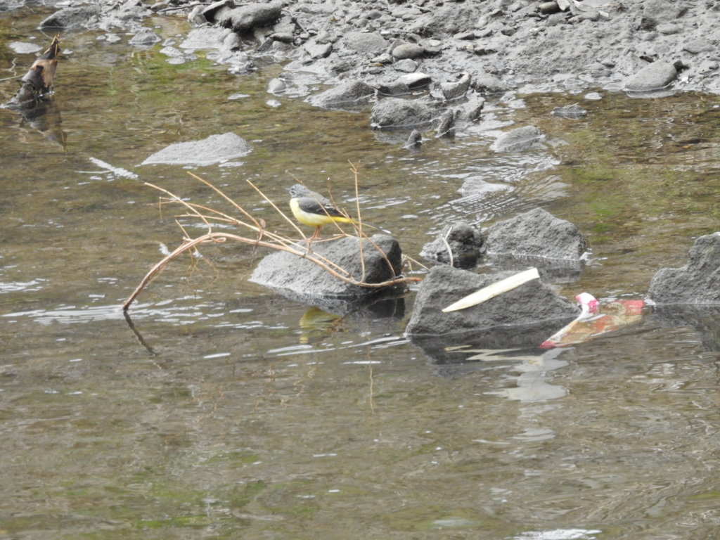 f:id:Hatabou:20170304173346j:plain