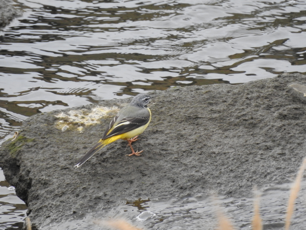 f:id:Hatabou:20170304173444j:plain