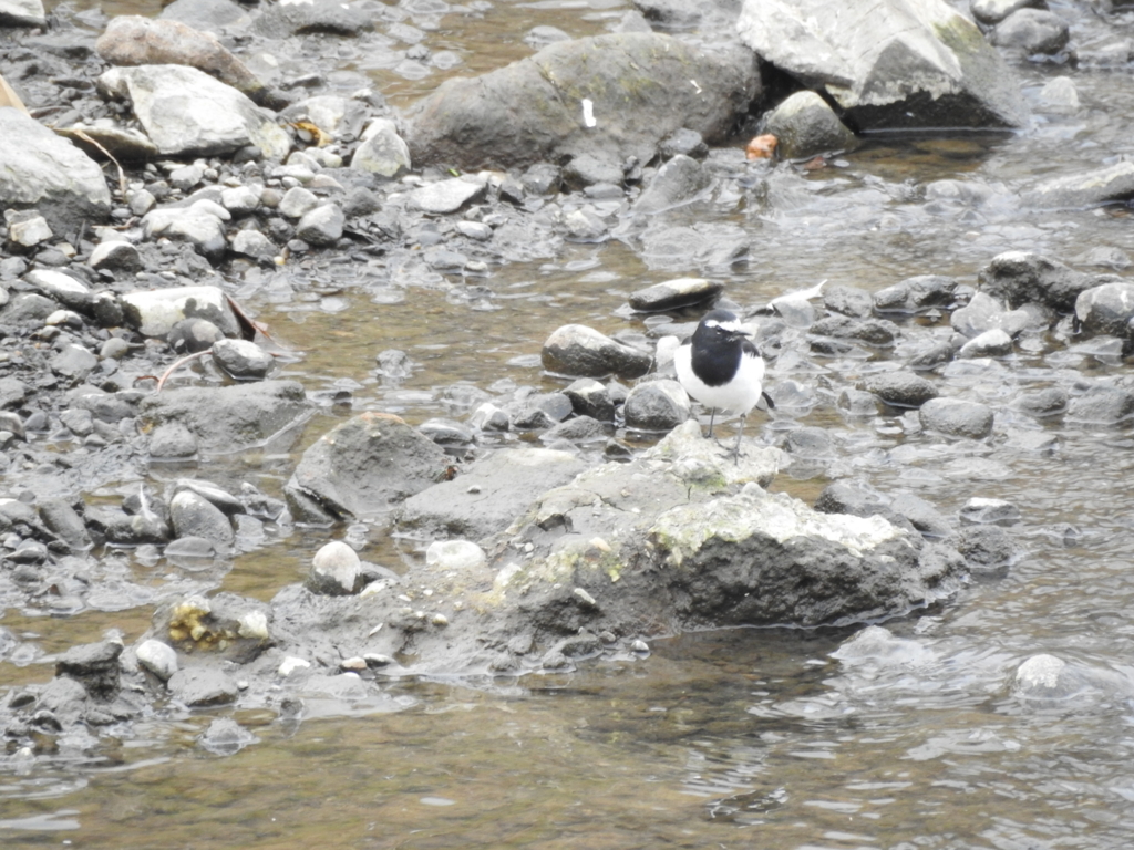 f:id:Hatabou:20170304173538j:plain