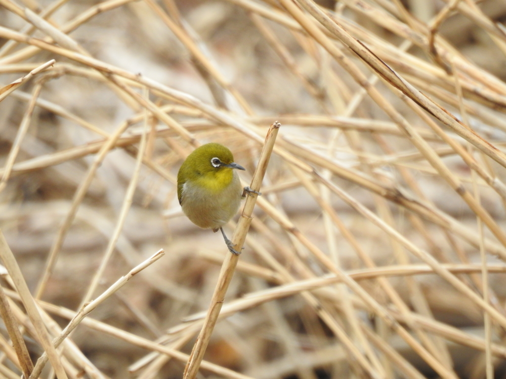 f:id:Hatabou:20170304174047j:plain