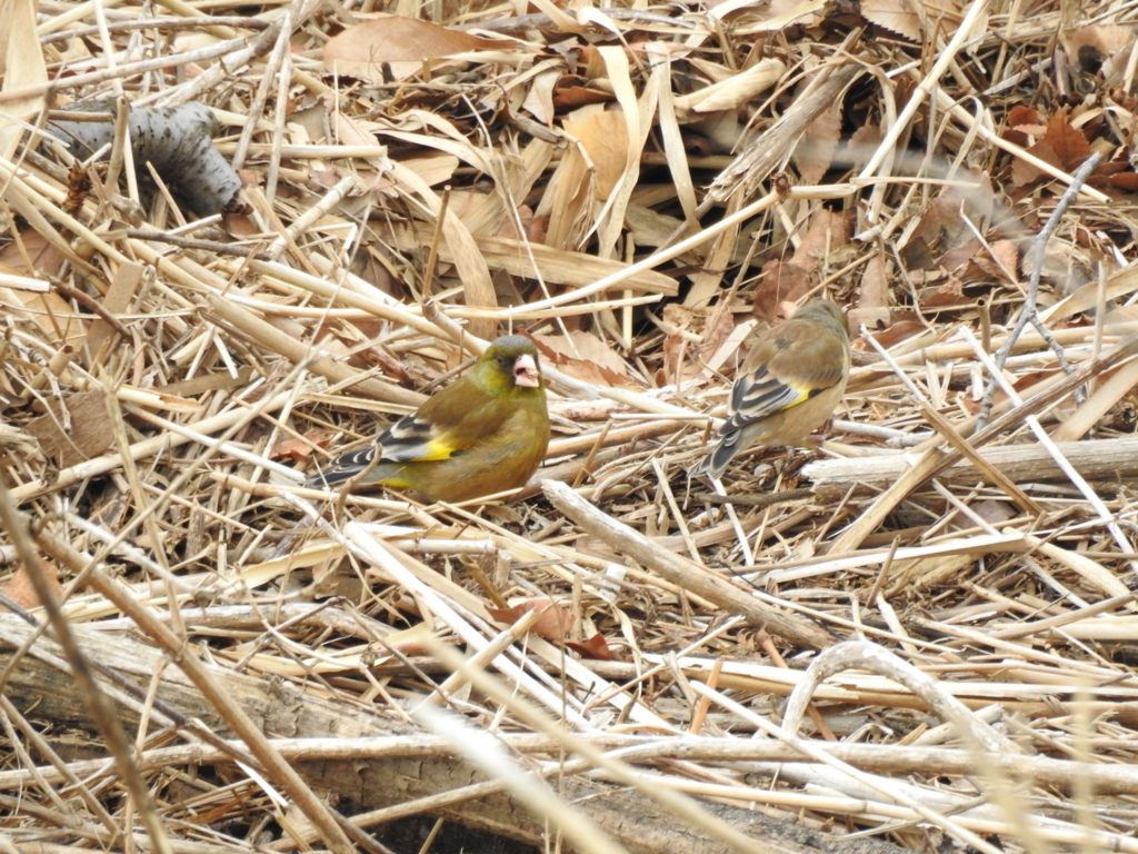 f:id:Hatabou:20170304174634j:plain