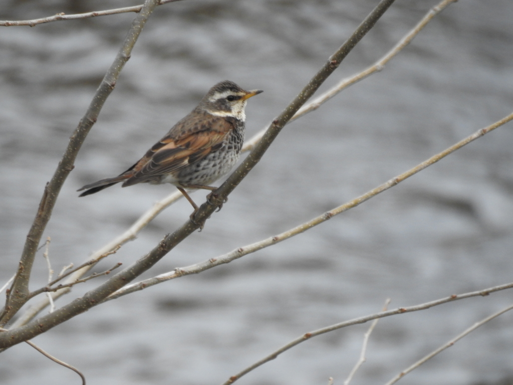 f:id:Hatabou:20170304175012j:plain