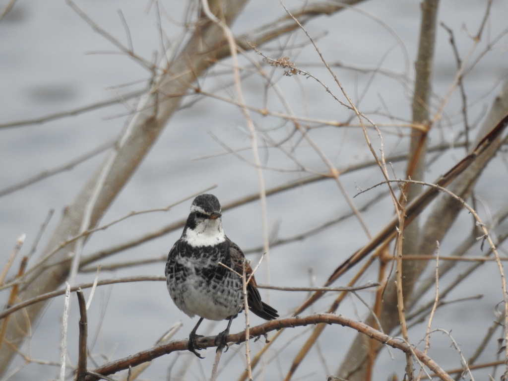 f:id:Hatabou:20170304175052j:plain