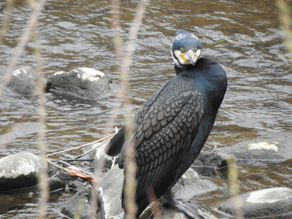 f:id:Hatabou:20170304175346j:plain