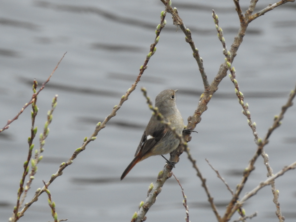 f:id:Hatabou:20170304175505j:plain