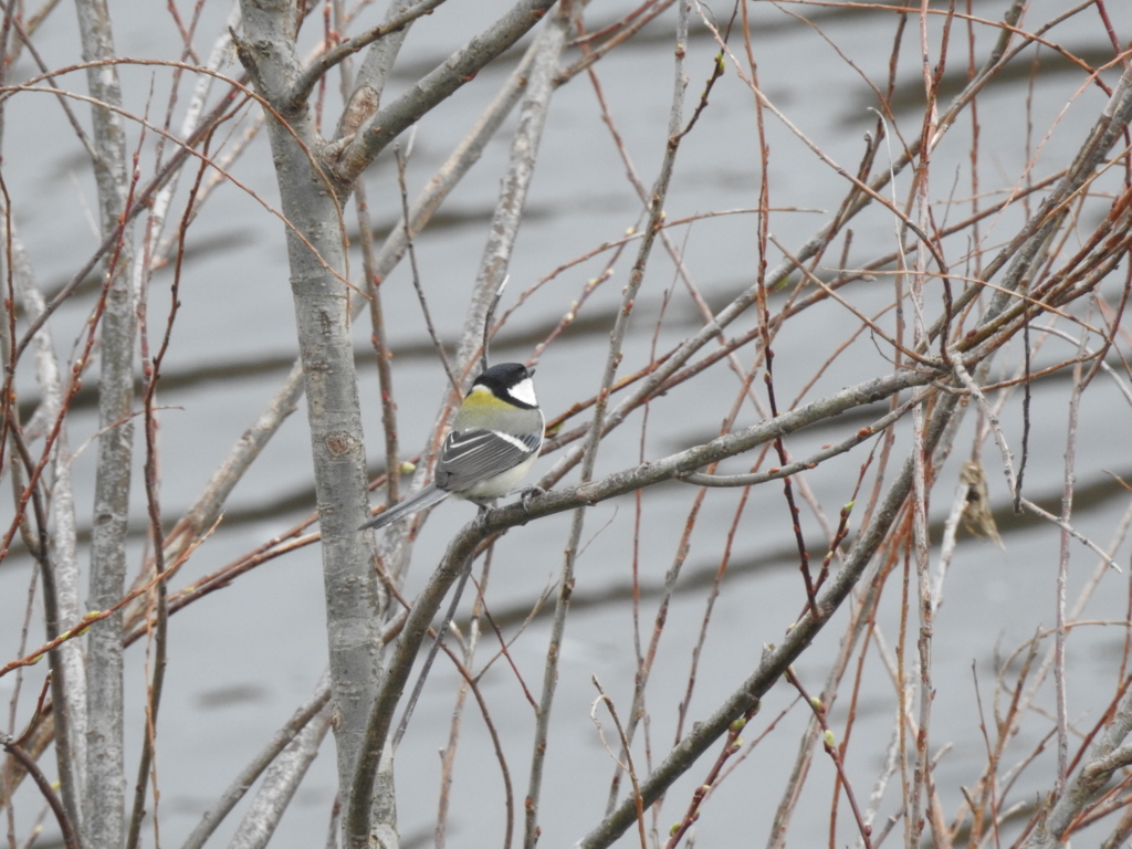 f:id:Hatabou:20170304175839j:plain