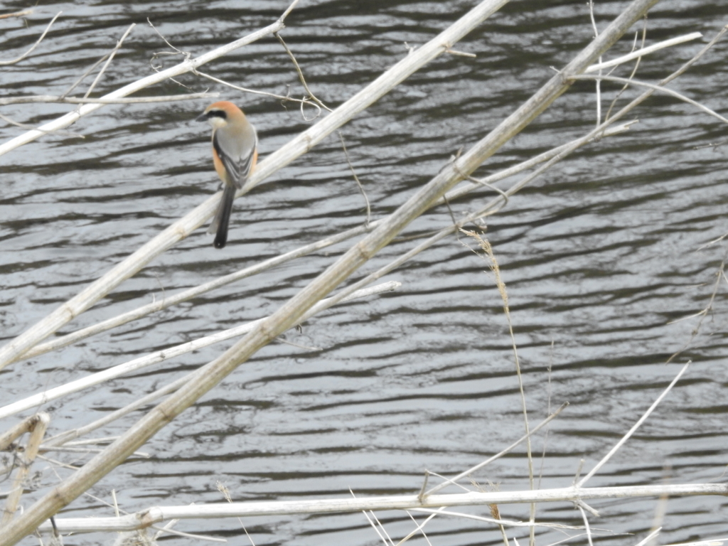 f:id:Hatabou:20170304181502j:plain