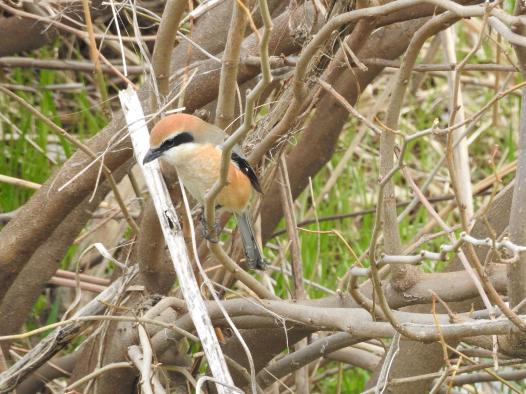 f:id:Hatabou:20170304181543j:plain