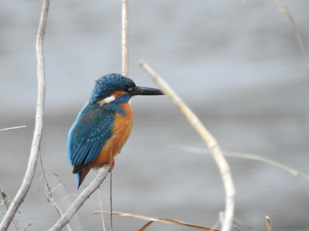 f:id:Hatabou:20170304184339j:plain