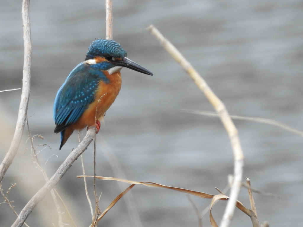 f:id:Hatabou:20170304184435j:plain