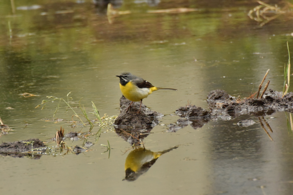 f:id:Hatabou:20170514173418j:plain