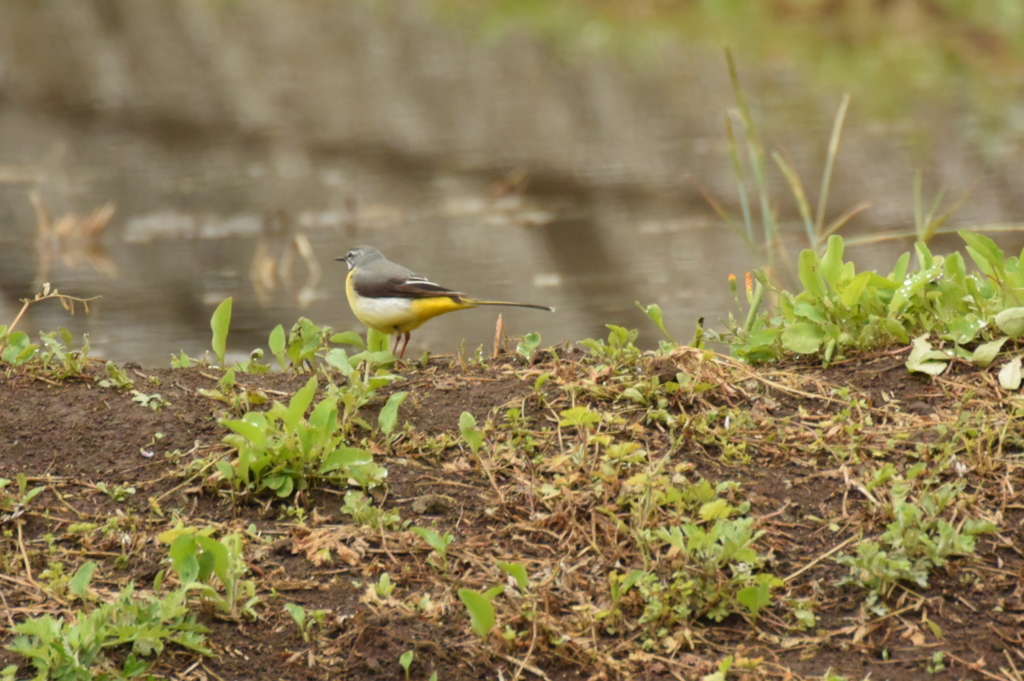 f:id:Hatabou:20170514173441j:plain