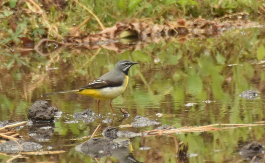 f:id:Hatabou:20170514173940j:plain