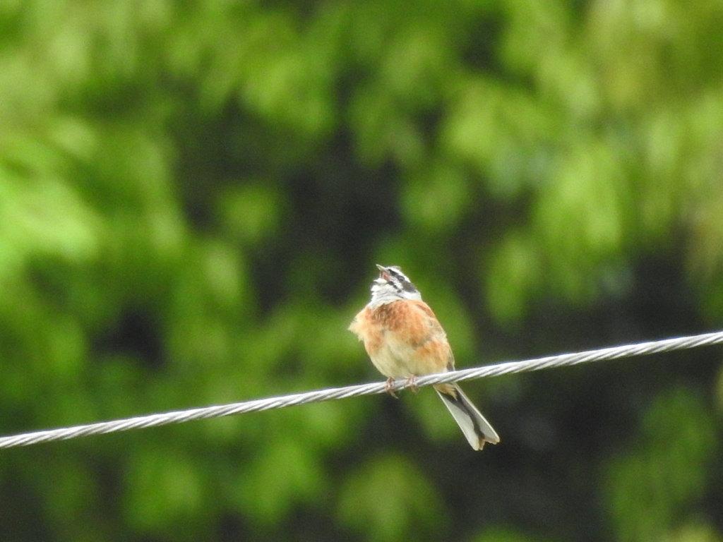 f:id:Hatabou:20170514175038j:plain