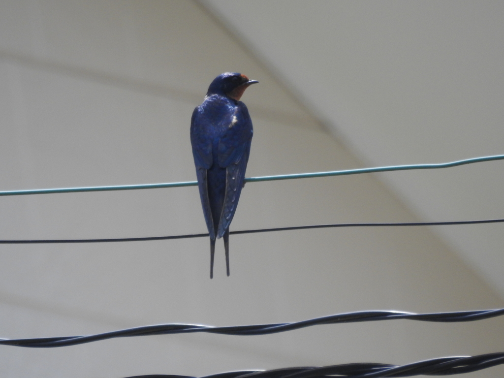 f:id:Hatabou:20170514175336j:plain