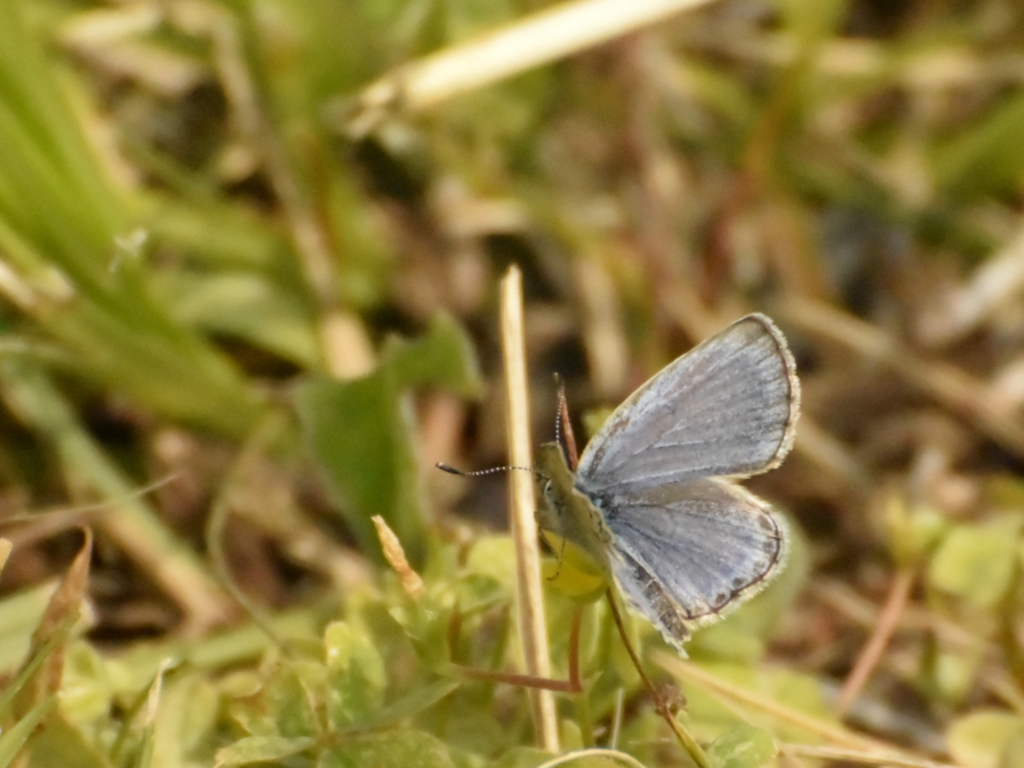 f:id:Hatabou:20170514175715j:plain