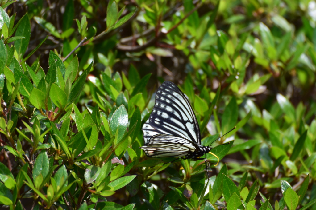 f:id:Hatabou:20170514175744j:plain