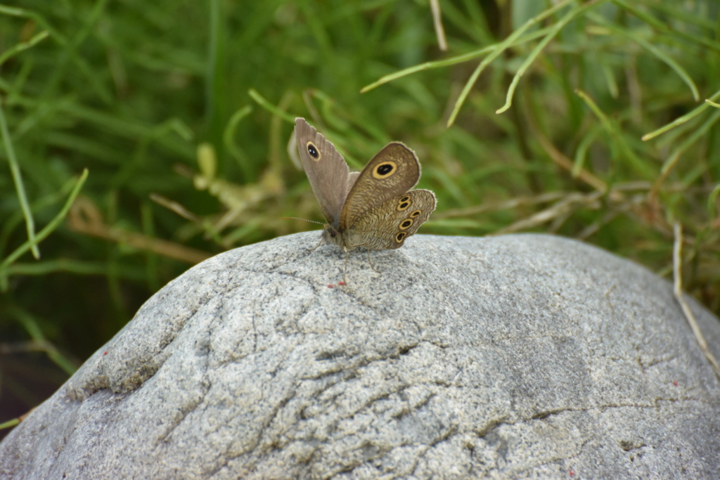 f:id:Hatabou:20170514175827j:plain