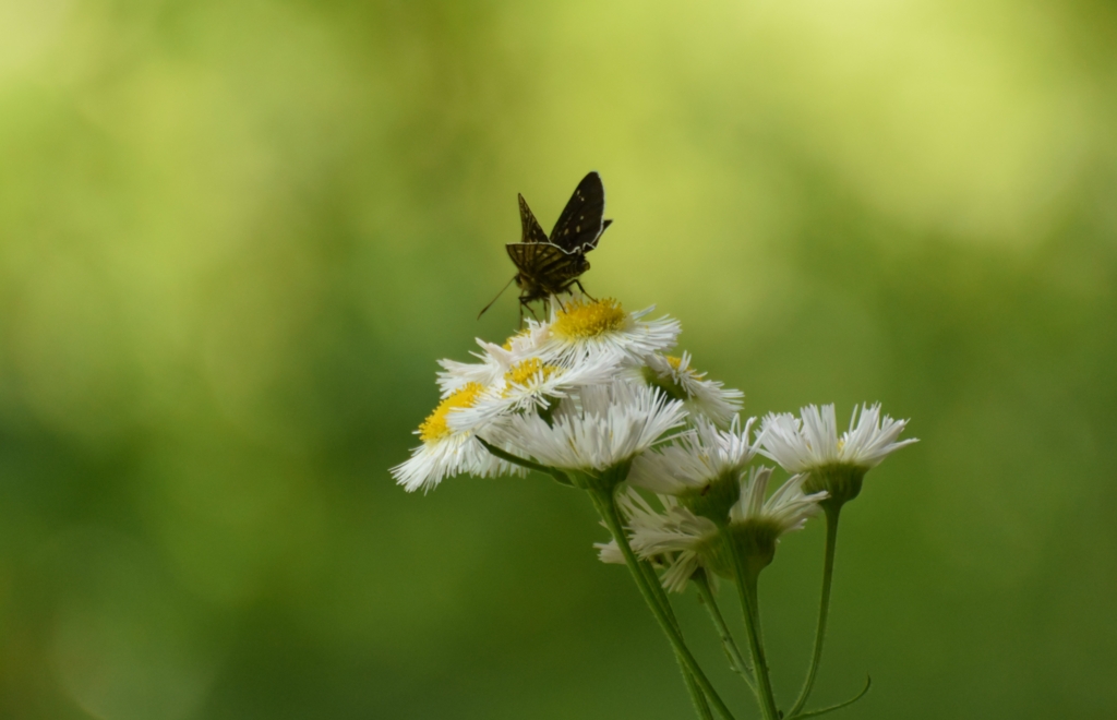 f:id:Hatabou:20170514180035j:plain