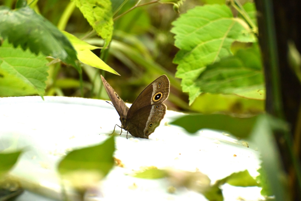 f:id:Hatabou:20170514180330j:plain