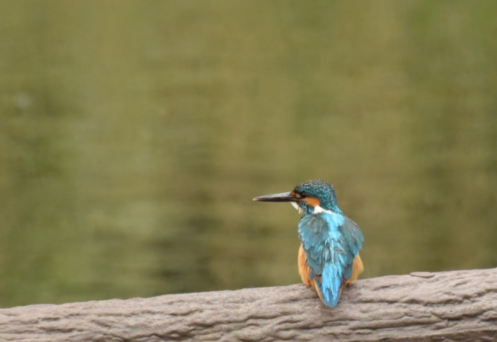 f:id:Hatabou:20170514181225j:plain